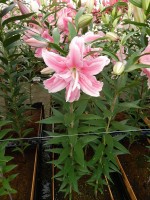 [5250 Bellonica No02.JPG]